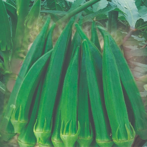 F1 HYBRID OKRA BHINDI ASHA